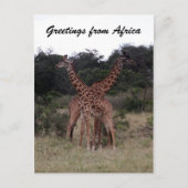 giraffen kruisen briefkaart (Voorkant)