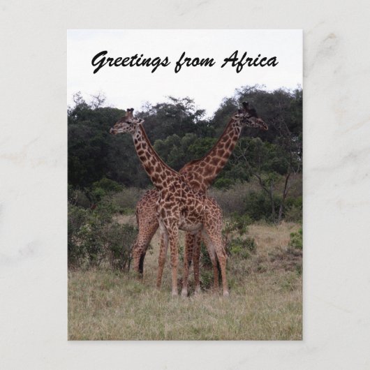 giraffen kruisen briefkaart (Voorkant)