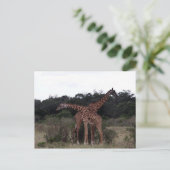 giraffen kruisen halzen briefkaart (Staand voorkant)