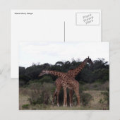 giraffen kruisen halzen briefkaart (Voorkant / Achterkant)