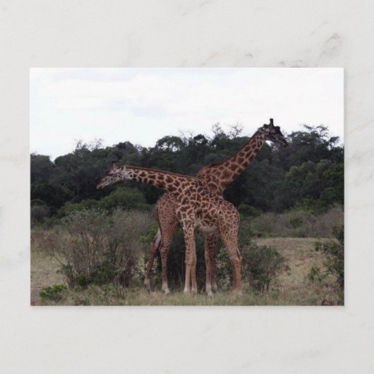 giraffen kruisen halzen briefkaart (Voorkant)