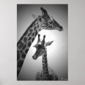 giraffen, moeder en kind poster (Voorkant)