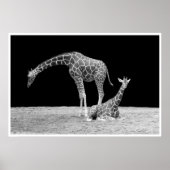giraffen onder afrikaanse luchten bij nacht zwart  poster (Voorkant)