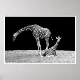 giraffen onder afrikaanse luchten bij nacht zwart  poster