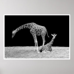 giraffen onder afrikaanse luchten bij nacht zwart  poster