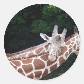 giraffen wrijvingshalzen ronde sticker