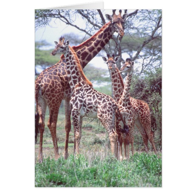 Giraffengroep of -kudde met jongen, Giraffa (Voorkant)