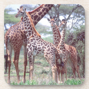 Giraffengroep of -kudde met jongen, Giraffa Bier Onderzetter