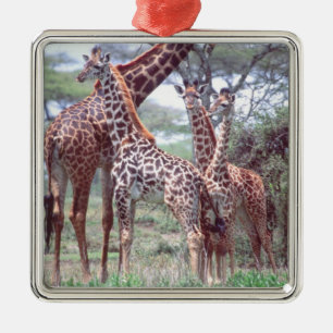 Giraffengroep of -kudde met jongen, Giraffa Metalen Ornament