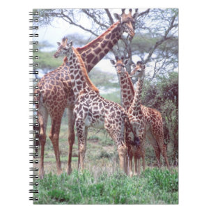 Giraffengroep of -kudde met jongen, Giraffa Notitieboek