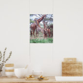 Giraffengroep of -kudde met jongen, Giraffa Poster (Keuken)