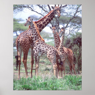 Giraffengroep of -kudde met jongen, Giraffa Poster