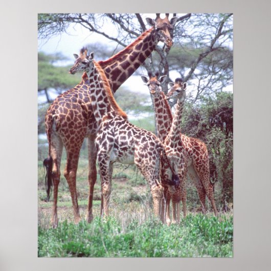 Giraffengroep of -kudde met jongen, Giraffa Poster (Voorkant)