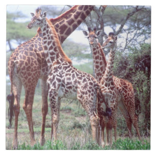 Giraffengroep of -kudde met jongen, Giraffa Tegeltje