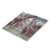 Giraffengroep of -kudde met jongen, Giraffa Tegeltje (Zijkant)