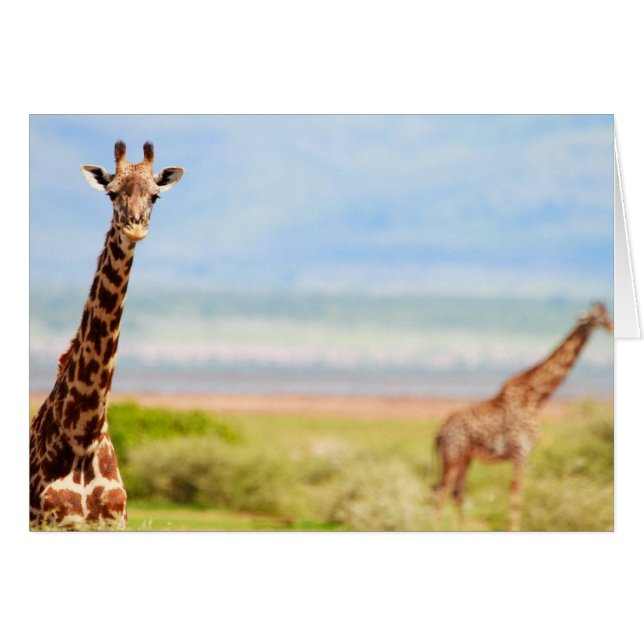 Giraffes (Voorkant Horizontaal)
