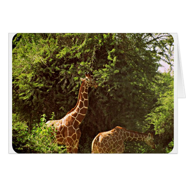 Giraffes (Voorkant Horizontaal)
