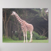 giraffes 002 canvas poster (Voorkant)