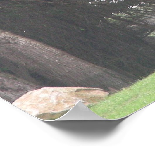 giraffes 003 canvas poster (Hoek)