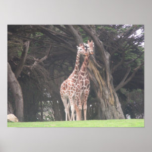 giraffes 003 canvas poster