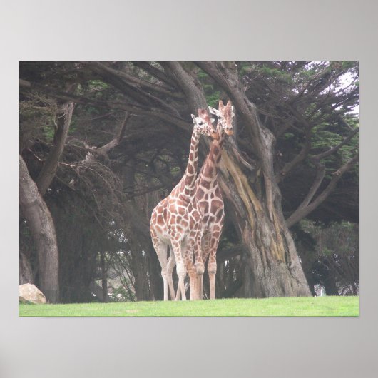 giraffes 003 canvas poster (Voorkant)
