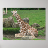 giraffes 005 canvas poster (Voorkant)