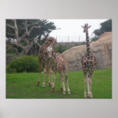 giraffes 006 canvas poster (Voorkant)