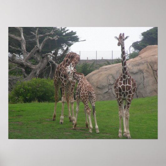 giraffes 006 canvas poster (Voorkant)