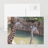 GIRAFFES # 2 BRIEFKAART (Voorkant / Achterkant)