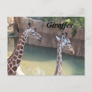 GIRAFFES # 2 BRIEFKAART