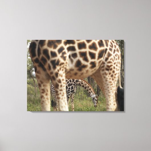 GIRAFFES 4 CANVAS AFDRUK (Voorkant)
