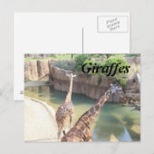 GIRAFFES # 5 BRIEFKAART (Voorkant / Achterkant)