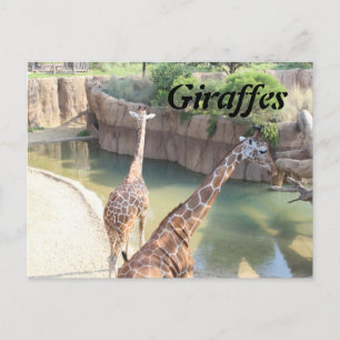 GIRAFFES # 5 BRIEFKAART