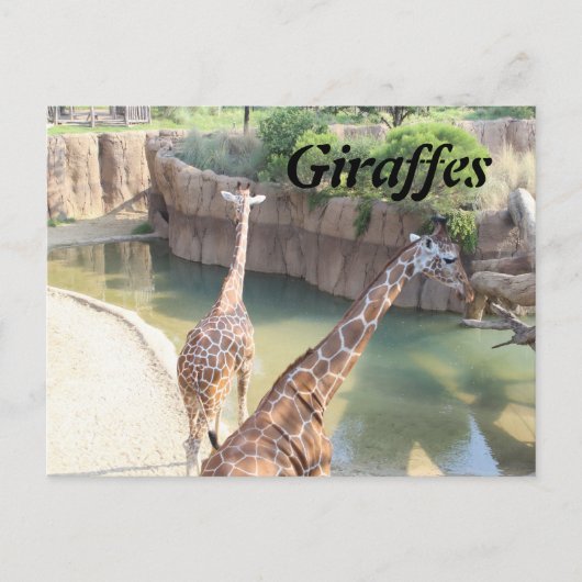 GIRAFFES # 5 BRIEFKAART (Voorkant)