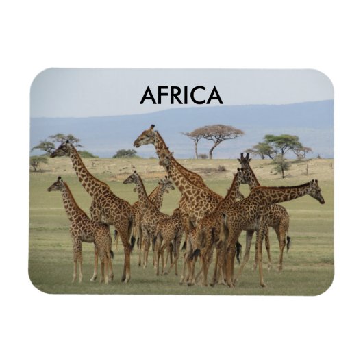 giraffes africa magneet (Horizontaal)