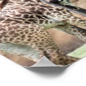 Giraffes afspelen Afdrukken Poster (Hoek)