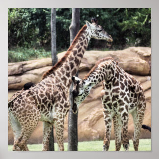 Giraffes afspelen Afdrukken Poster