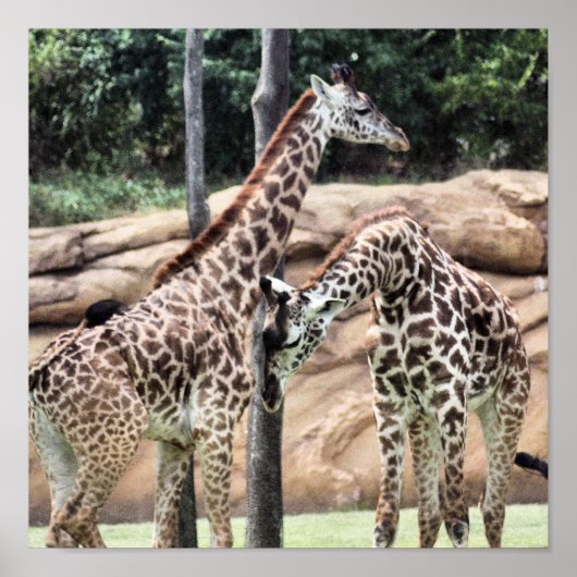 Giraffes afspelen Afdrukken Poster (Voorkant)