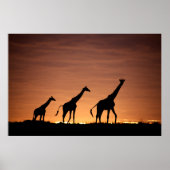 Giraffes at Sunset Poster (Voorkant)
