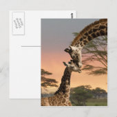 Giraffes begroeten elkaar briefkaart (Voorkant / Achterkant)