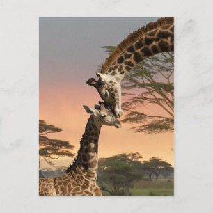 Giraffes begroeten elkaar briefkaart