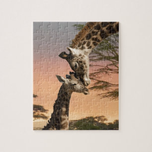 Giraffes begroeten elkaar legpuzzel