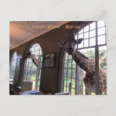 Giraffes bij de Giraffe Manor in Nairobi Briefkaart (Voorkant)
