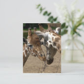 Giraffes Briefkaart (Staand voorkant)