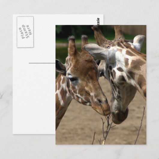 Giraffes Briefkaart (Voorkant / Achterkant)