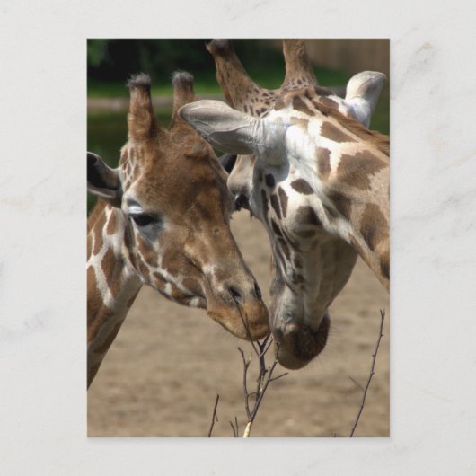 Giraffes Briefkaart (Voorkant)