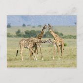 Giraffes Briefkaart (Voorkant)