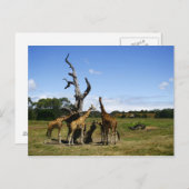 Giraffes Briefkaart (Voorkant / Achterkant)