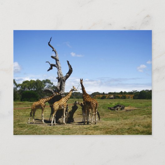 Giraffes Briefkaart (Voorkant)