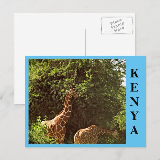Giraffes Briefkaart (Voorkant / Achterkant)